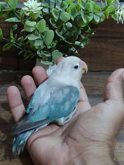 Tamed love bird