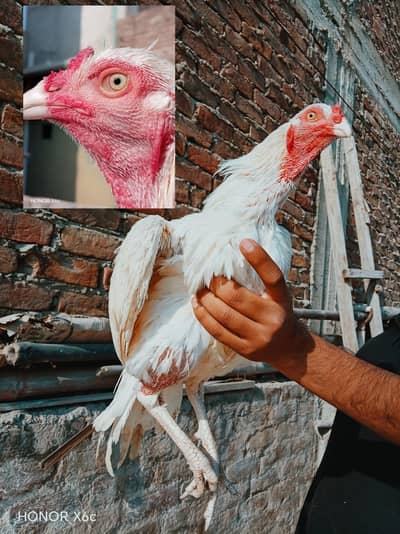 pure paper white heera