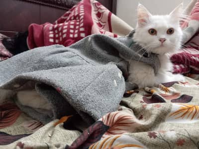 urgent need male for my cat