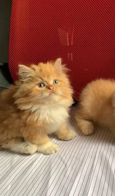 Persian kitten Punch Face
