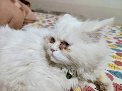 Persian Siberian Kitten