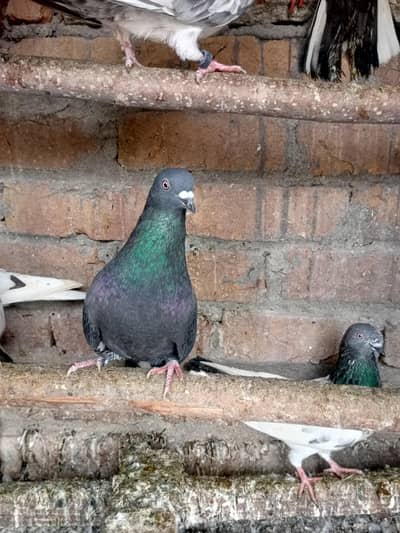 fancy pigeons for sale 700 per piece