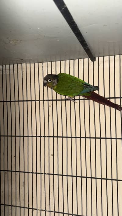 Green Cheek Conure Breeder Male