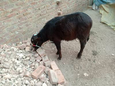 5 Mahine Ka Sehatmand Bhains Ka Bacha For Sale Pada ya katta