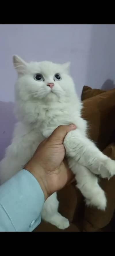 Persian cat pair hai