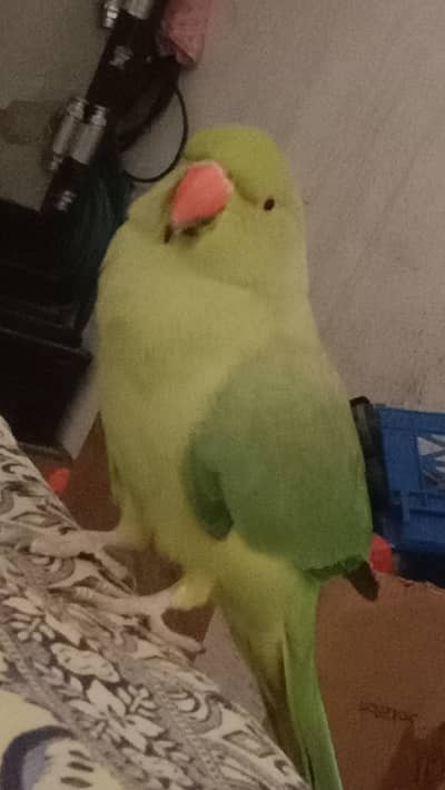 parrot love parrot are sale