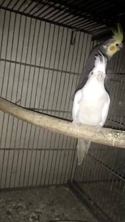 Cocktail Pair for sell