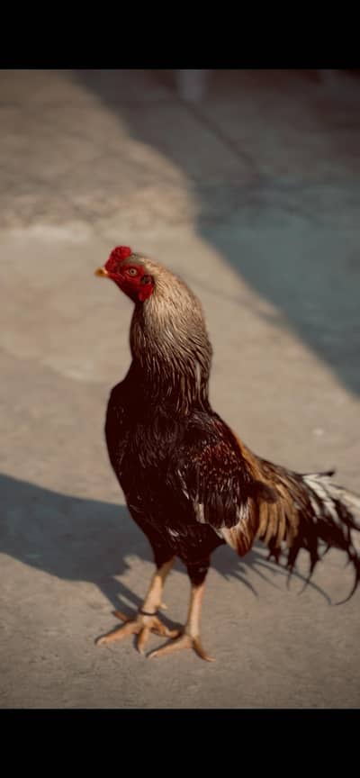 lari ka lia axha hn bhot