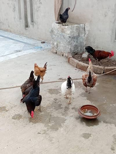 anda Dana wali murgai