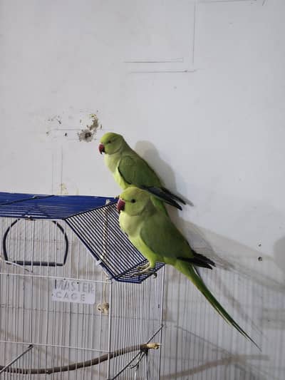 ringneck parrots male and female both hand tamed talking