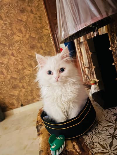 Persian cat triple coated