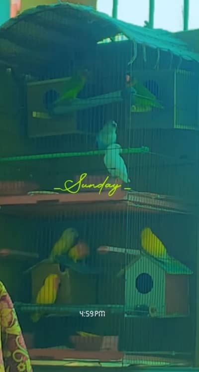 Love birds 3 pair and 1 single