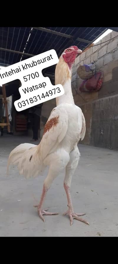 aseel murga | aseel murgi | murga