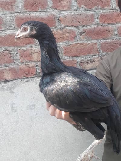 aseel lakha patha or pathiya