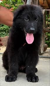 Pedigree long coated black German shepherd puppies available for sale