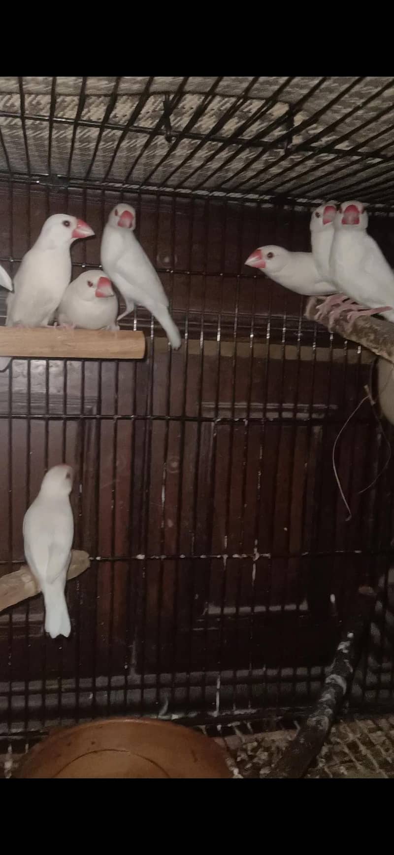 White java breeder Pairs egg laying 0