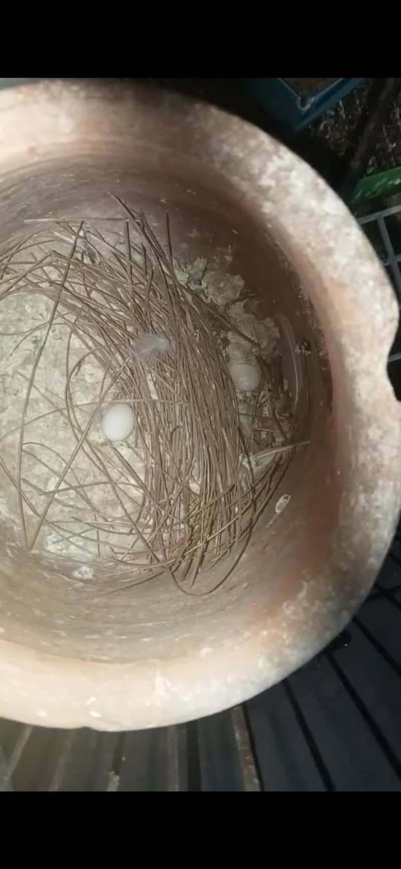 White java breeder Pairs egg laying 1