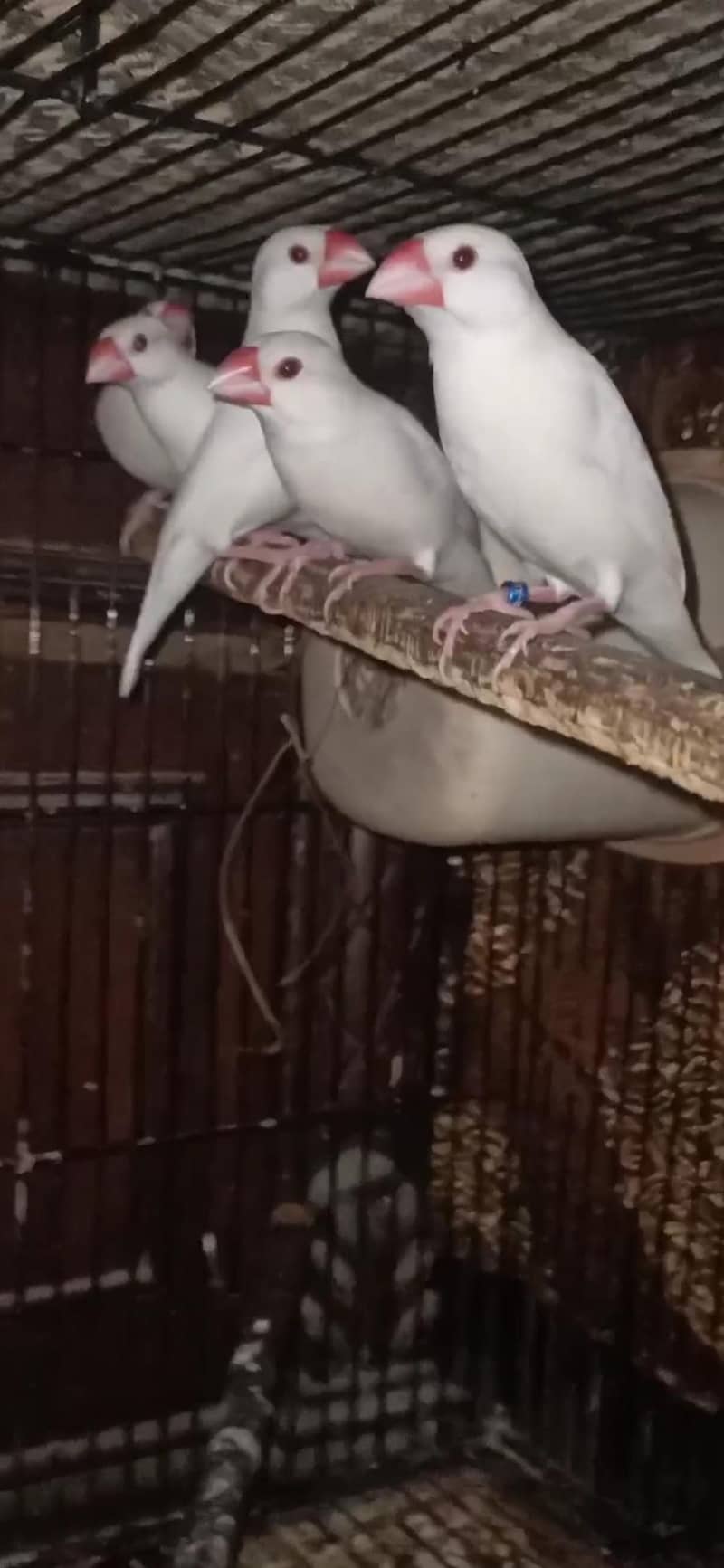 White java breeder Pairs egg laying 2