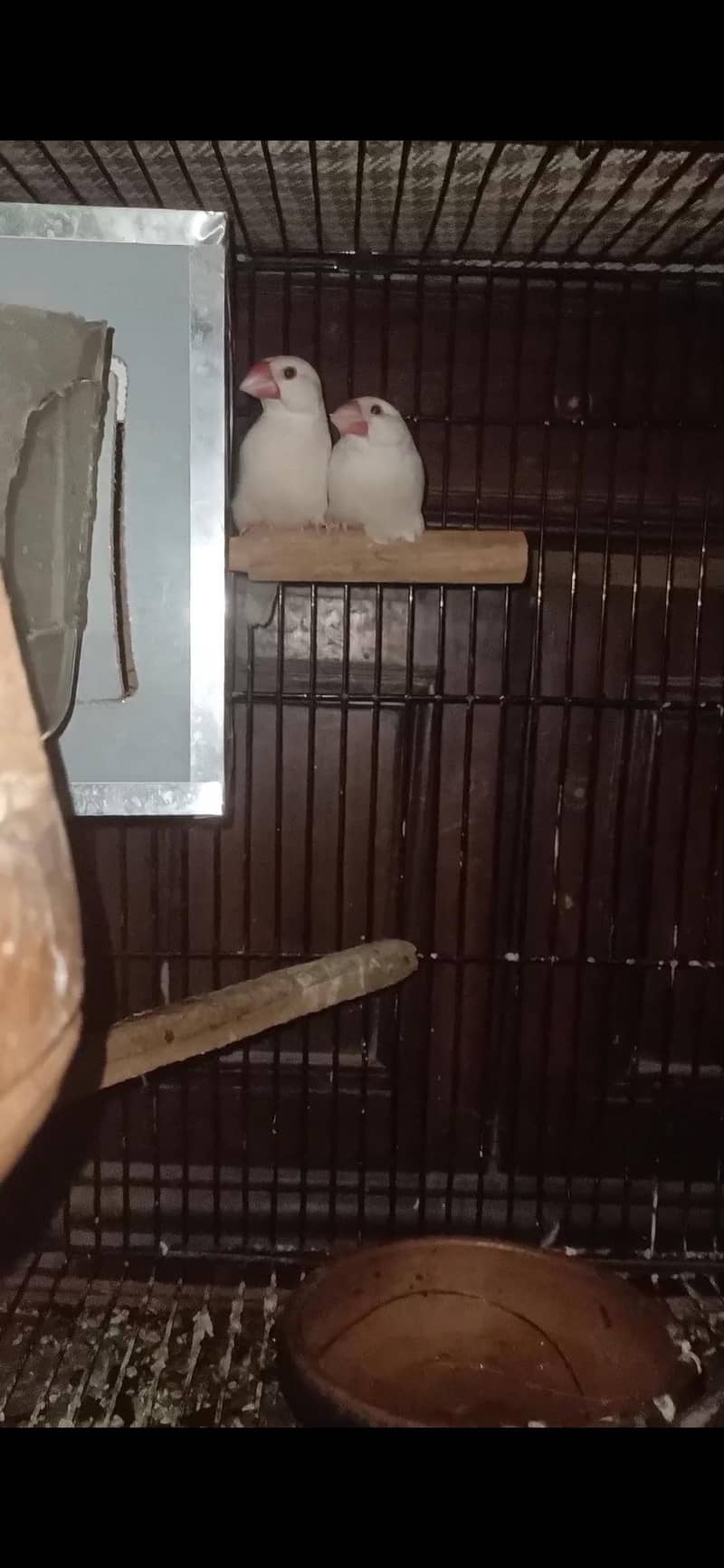 White java breeder Pairs egg laying 3