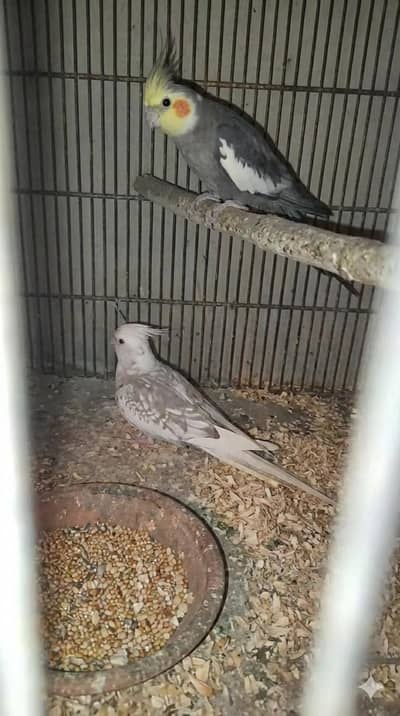 Cocktail Pair for sell