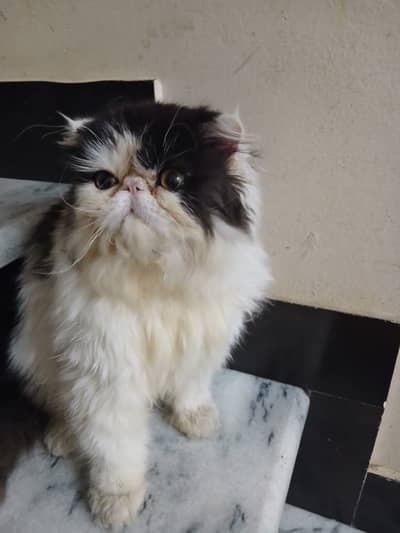 Piki peke peki cfa line male