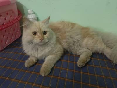 persian male cat . . . . only in Lahore