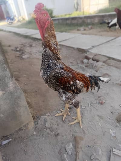 Japenese Shamo Eggs and Chicks Available.  Breeders Not for sale