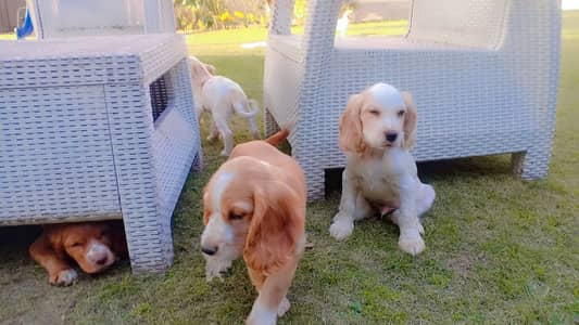 Cocker Spaniel,  Puppies 4 male and 2 female