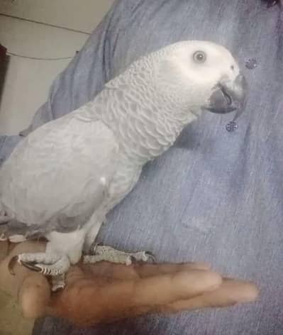 Grar Parrot for sale