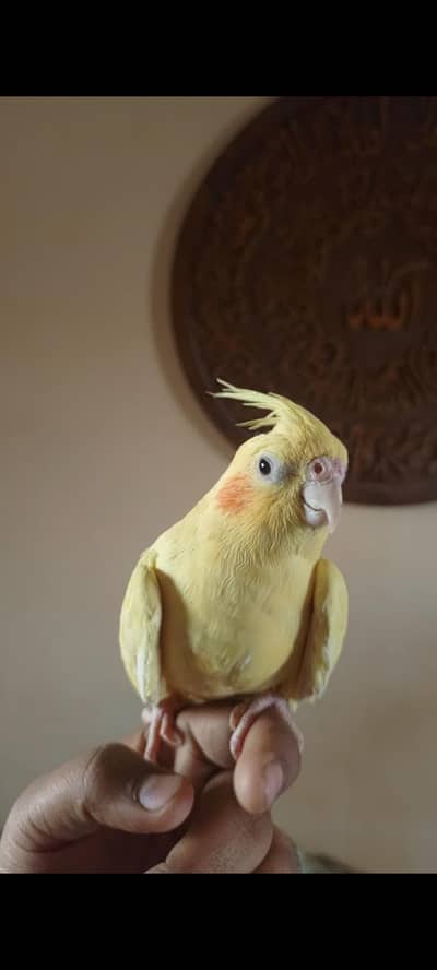 handtame cockatiel