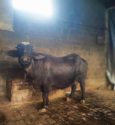 بسم اللہ الرحمن الرحیم