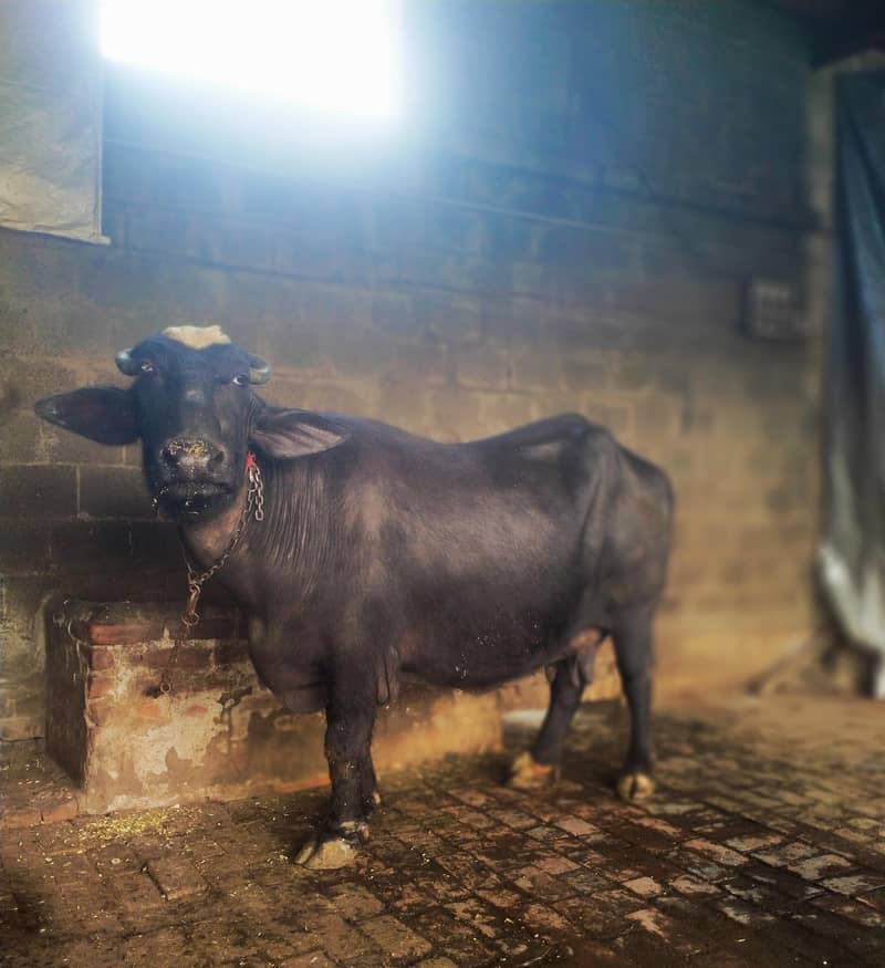 بسم اللہ الرحمن الرحیم 0