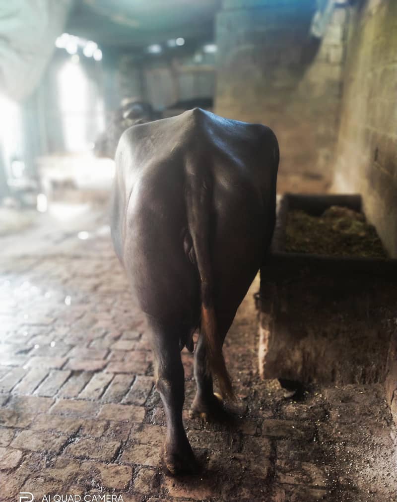 بسم اللہ الرحمن الرحیم 2