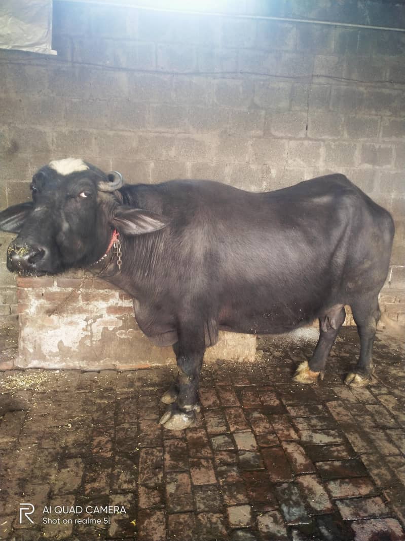 بسم اللہ الرحمن الرحیم 3