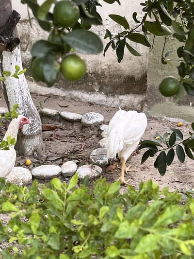 Aseel white galwa pair