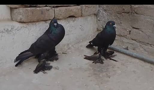 SOME FENCY PIAR AVIALBLE