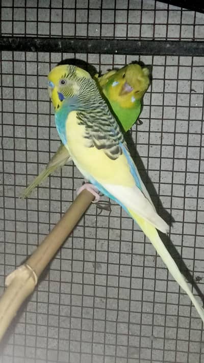 Budgie