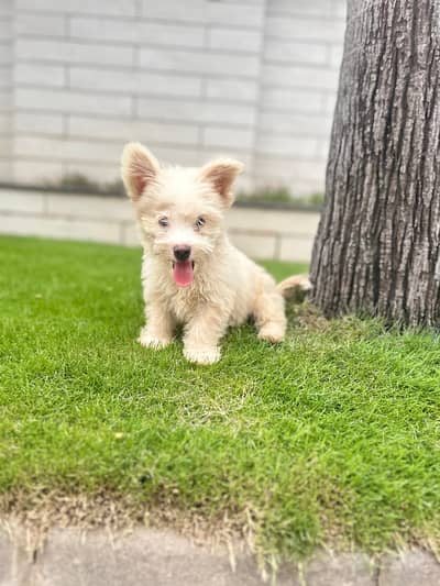 Poodle dog toy pom bread