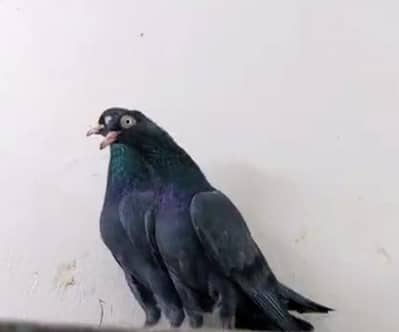 black teddy breeder pair