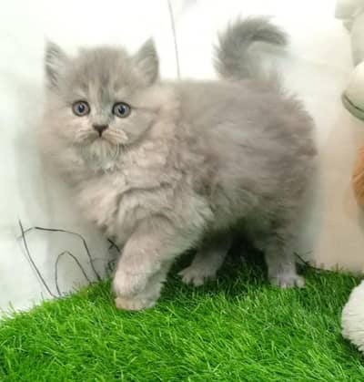 Persian gray & white kittens