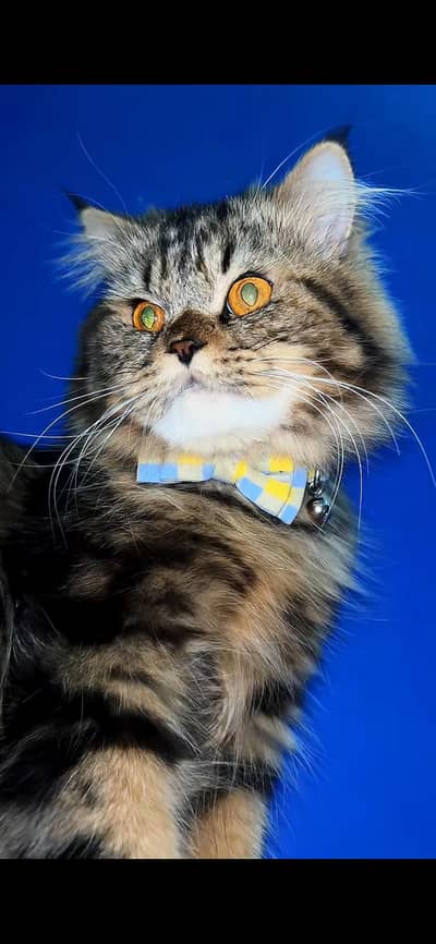 Triple coat punch face persian cat pair