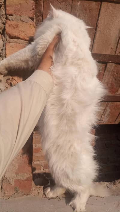 Triple Coat With Extra Long Coat Hair