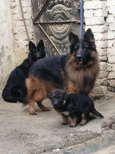 German Shepherd Top Quality Female puppy