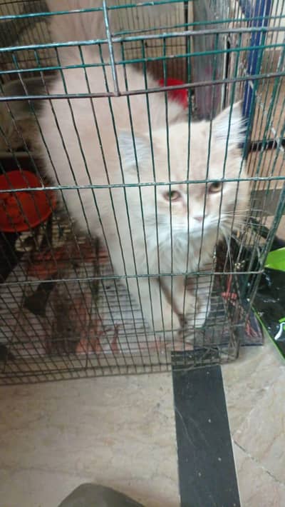 cat male for sale