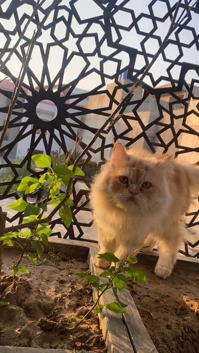 beautiful Persian male cat