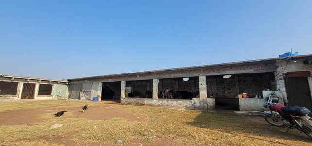 Dairy Farm