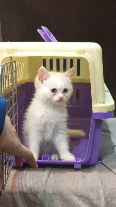 white Persian kitten