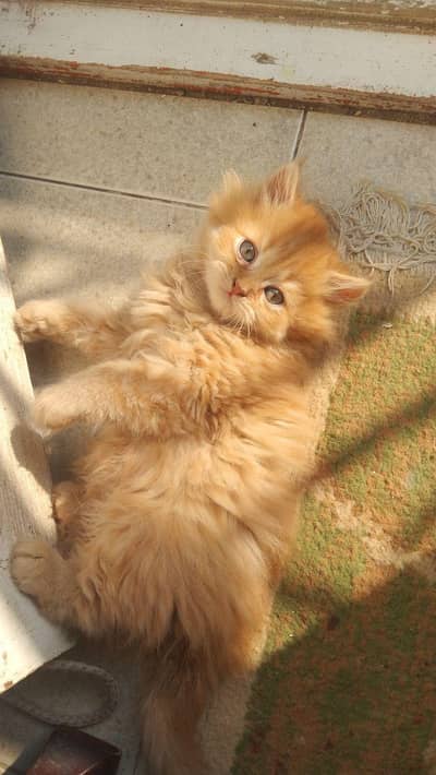 caramel and snowy kitten