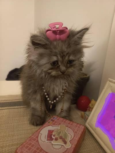 Persian male kitten very playful