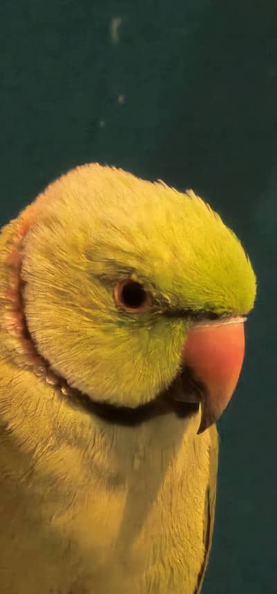Ringneck Green Parrot